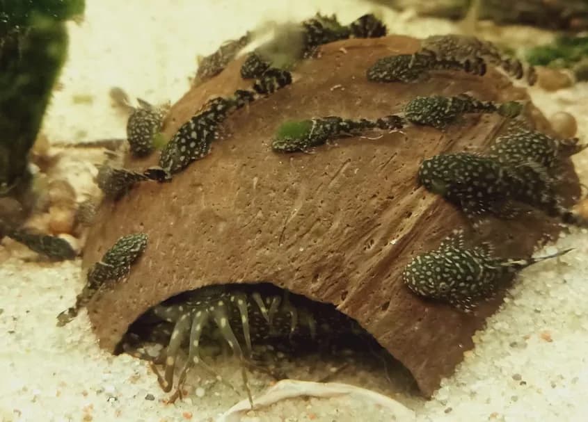 Co jedzą małe glonojady? Odkryj najlepsze pokarmy dla nich