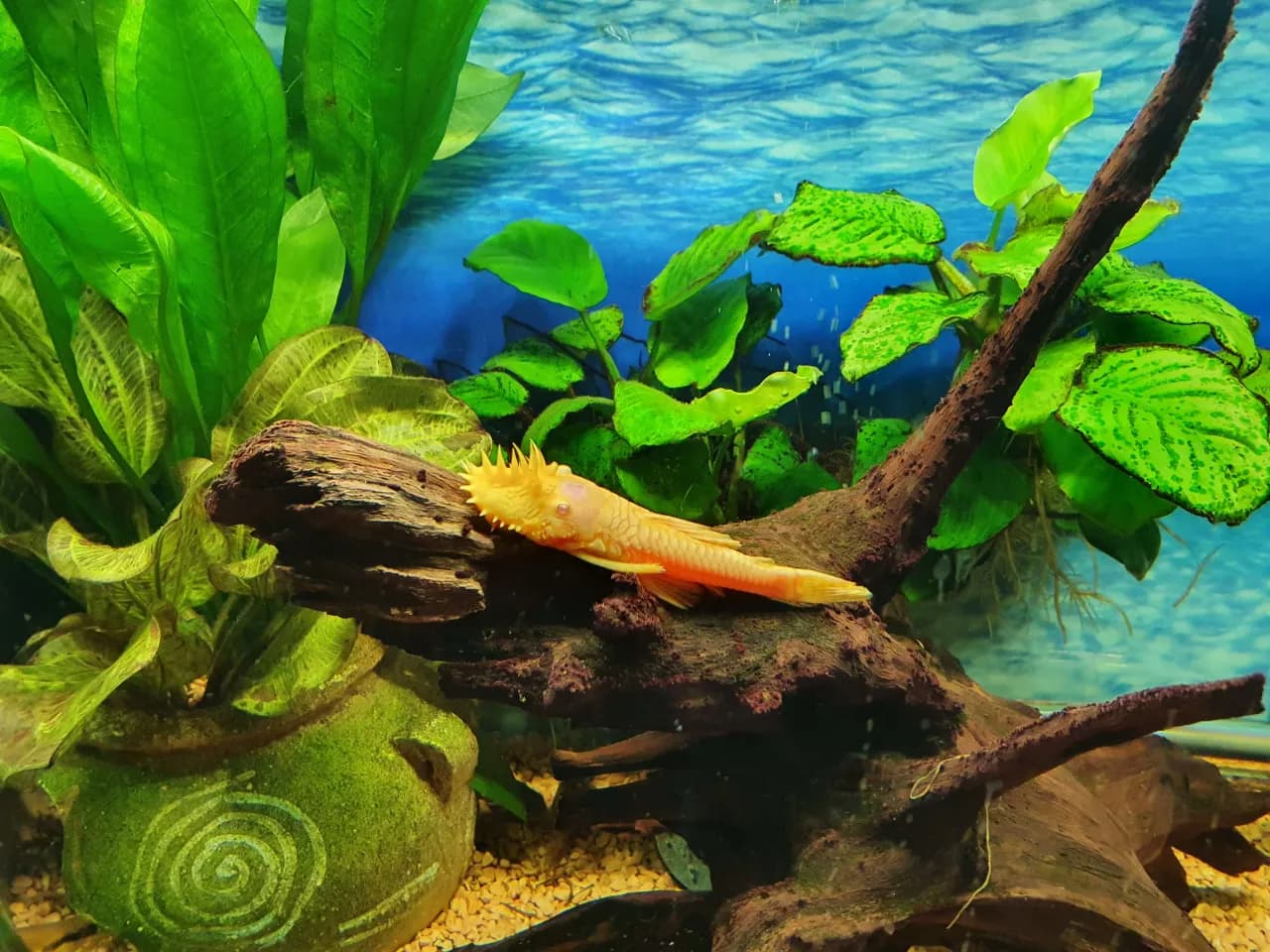 Czym karmić glonojada, aby zapewnić mu zdrowie i długowieczność