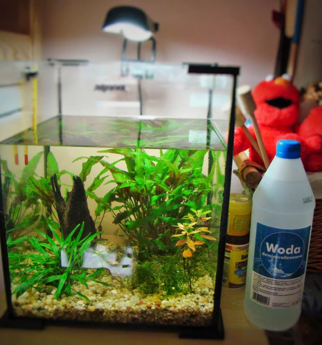 Twarda woda w akwarium objawy: Jak rozpoznać i uniknąć problemów