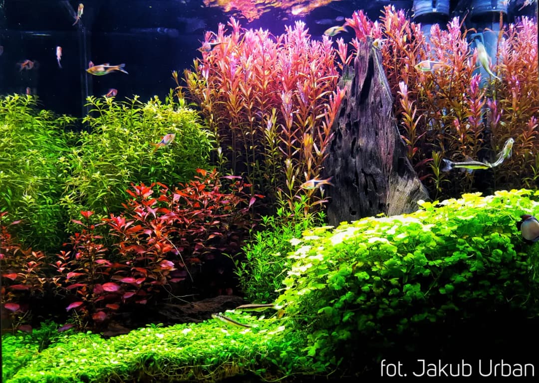 Nadmiar żelaza w akwarium objawy - jak je rozpoznać i unikać problemów