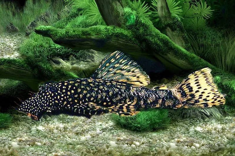 Ile kosztuje glonojad w sklepie zoologicznym? Ceny, które zaskakują