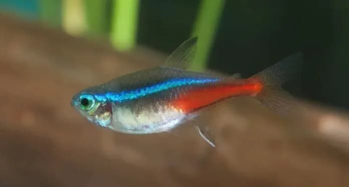 Jak wygląda neonek w ciąży? Rozpoznaj objawy i zmiany w zachowaniu