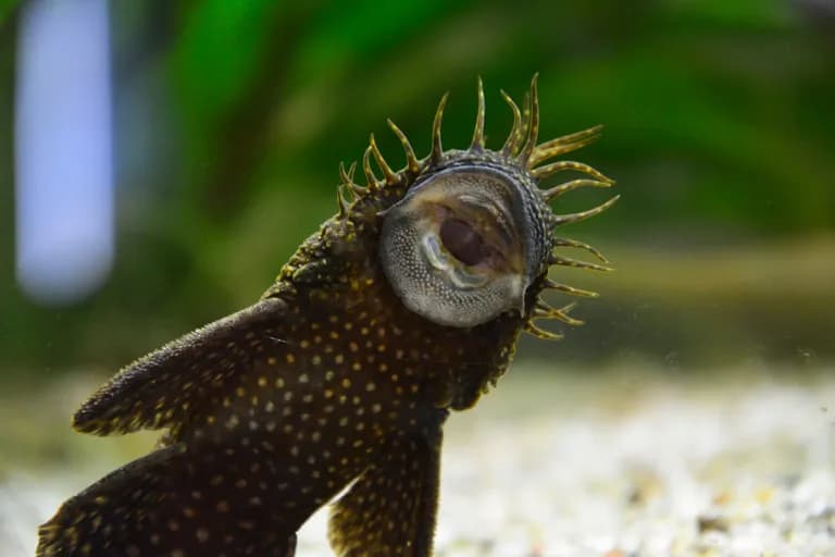 Czy glonojad może zjadać rybki? Rzeczywistość, która zaskakuje akwarystów