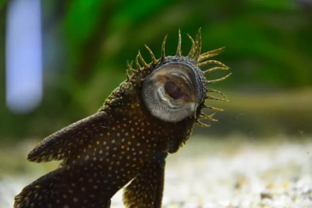 Czy glonojad może zjadać rybki? Rzeczywistość, która zaskakuje akwarystów