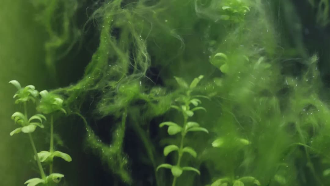 Skuteczne metody na zwalczenie glonów nitkowatych w akwarium