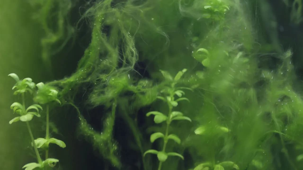 Skuteczne metody na zwalczenie glonów nitkowatych w akwarium