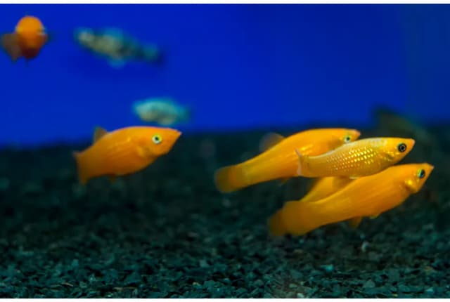 Czy molinezje mogą być z gupikami? Unikaj problemów w akwarium
