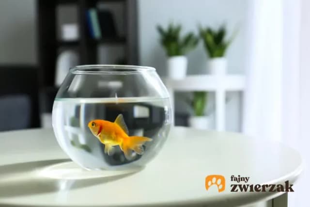 Jakie rybki do kuli? Odkryj najodpowiedniejsze gatunki dla zdrowia ryb