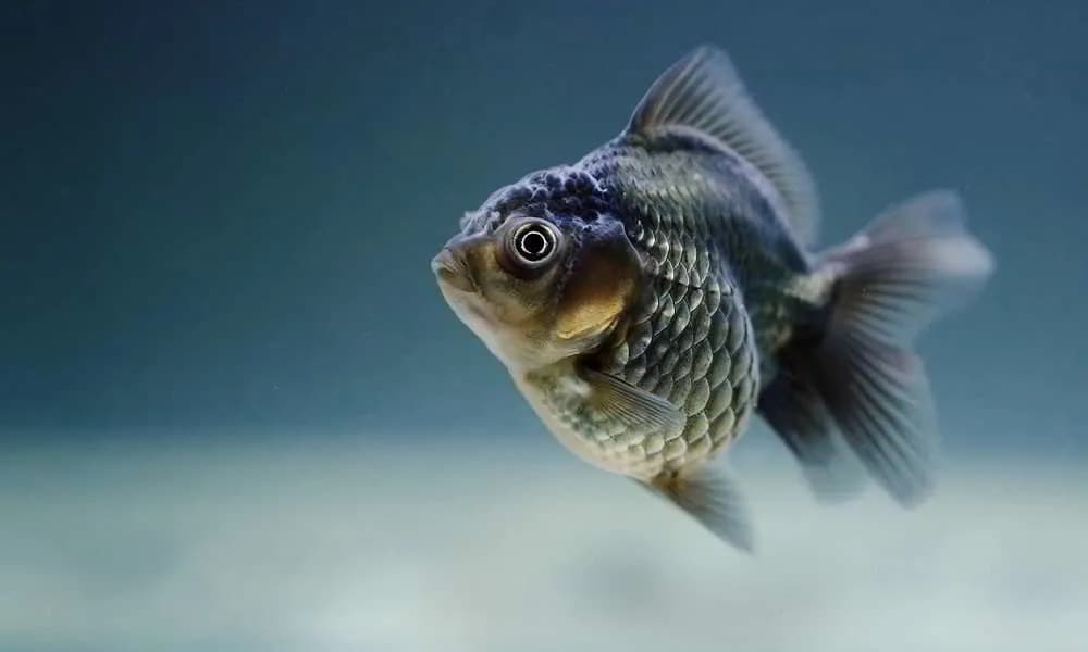 Jakie rybki na początek - łatwe w hodowli ryby dla nowicjuszy