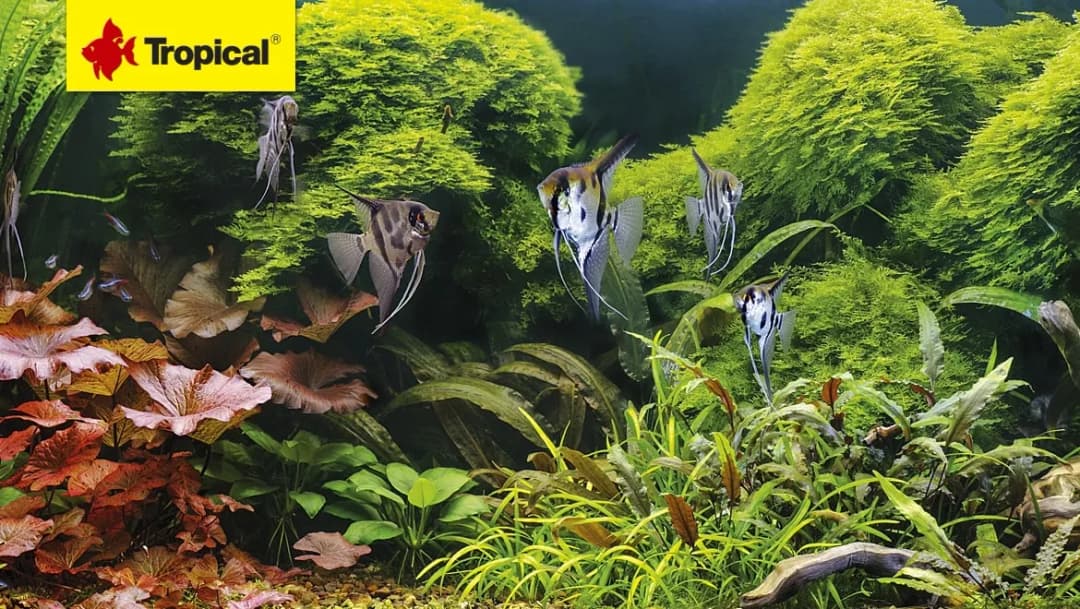 Po jakim czasie wpuscić rybki do akwarium, aby uniknąć problemów?